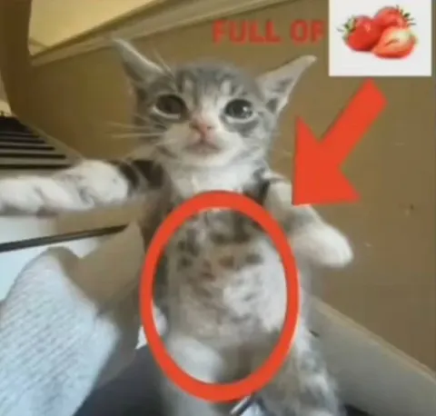 Kitten Full of Kittens
