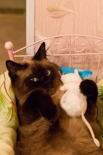 Кот обнимает игрушечную мышь