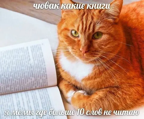 Кот читает только короткие мемы