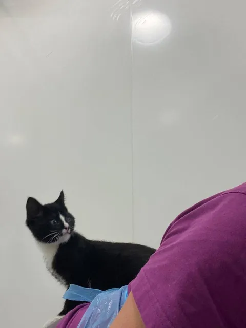 Кот на спине у человека