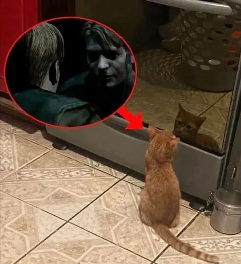 Кот смотрит в зеркало как Джеймс
