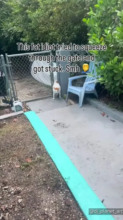 Fat Cat Stuck in the Gate