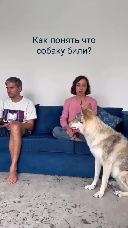 Как понять, что собаку били