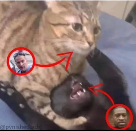 Кот держит чёрного пса