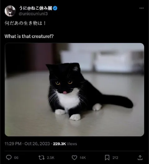 What Is That Creature?
