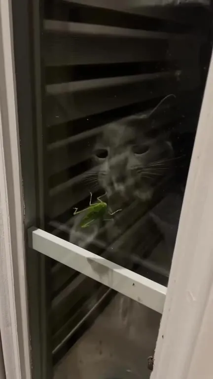 Кот охотится на кузнечика