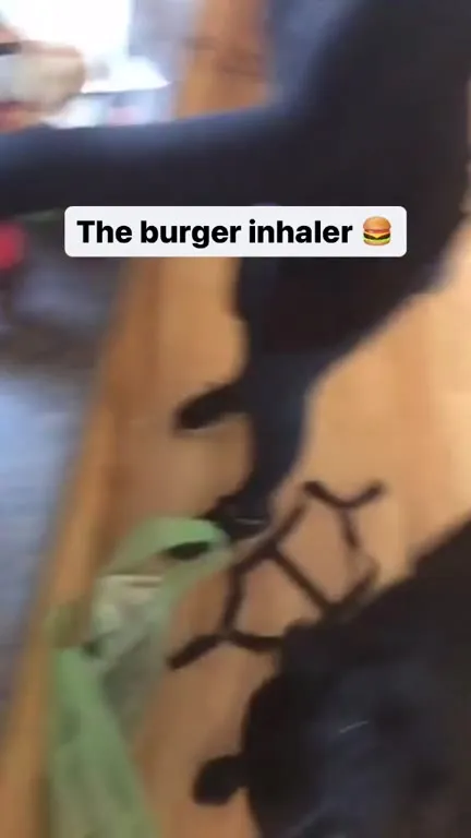 The Burger Inhaler Dog