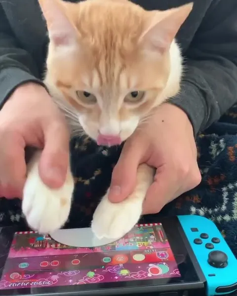 Кот играет на Nintendo Switch
