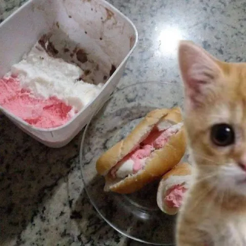 Кот и бутерброды с мороженым