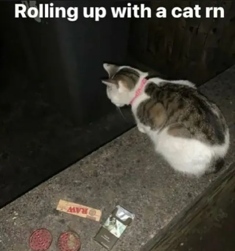 Rolling Up With a Cat