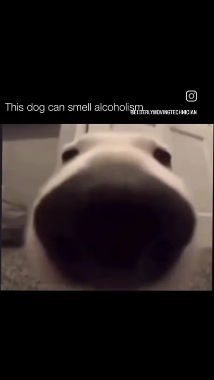 Dog Smells Alcoholism