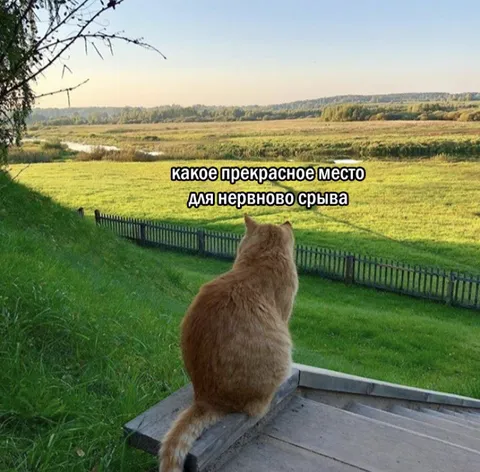 Кот смотрит на место для срыва