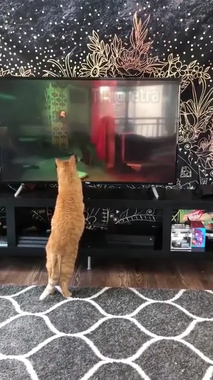 Коты играют в Stray