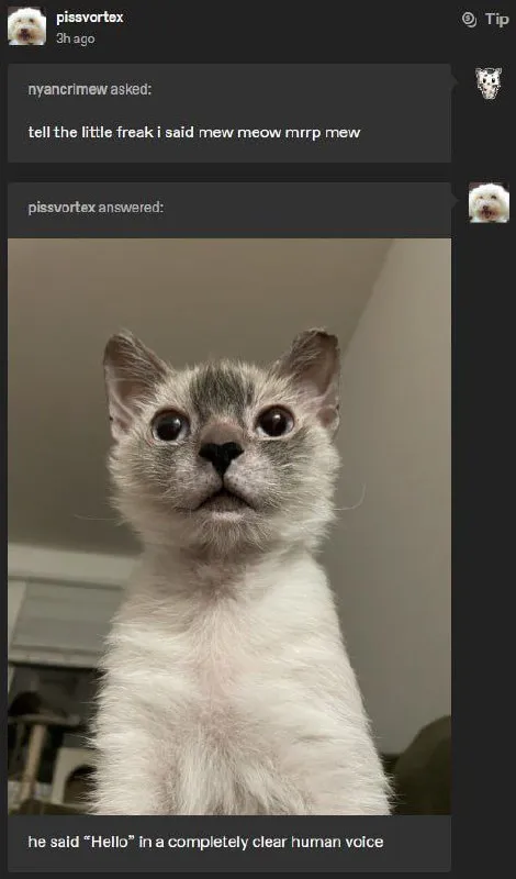 Cat Speaks Perfect Human