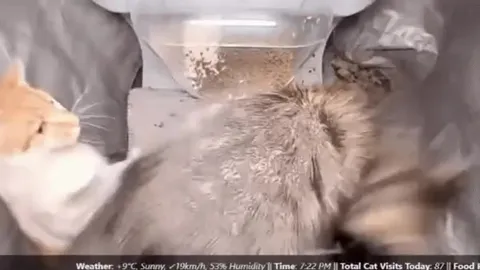 Cat Launches Tabby