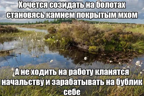 Соизидать на болотах