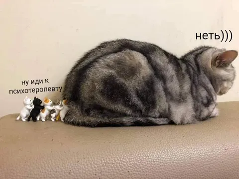 Кот отказывается идти к психотерапевту