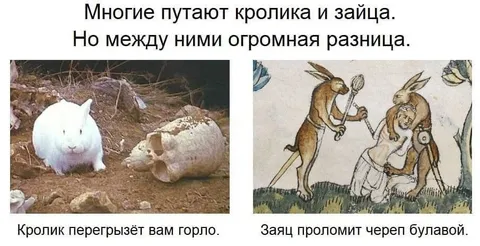 Кролик и заяц — огромная разница