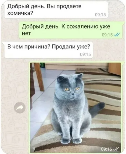 Хомячка уже нет