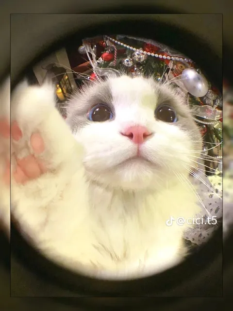 Котик смотрит прямо в душу