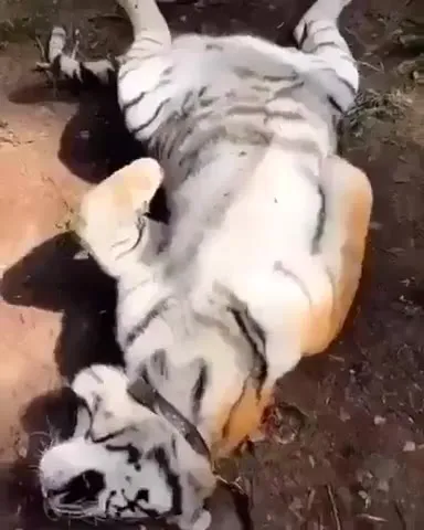 Белый тигр катается на спине