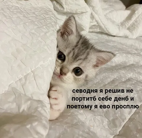 Кот решил проспать день