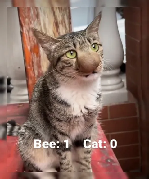 Bee Beats Cat