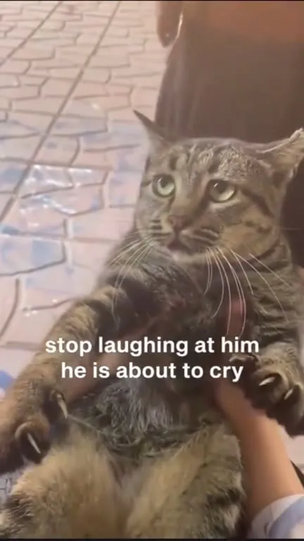 Cat Is About to Cry
