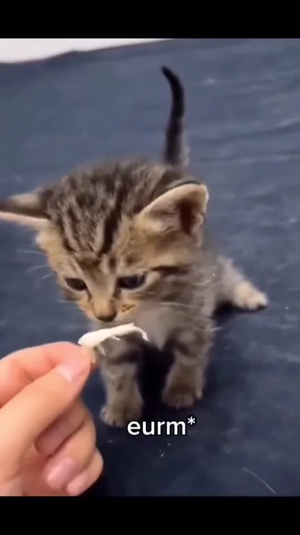 Kitten Says Eurm