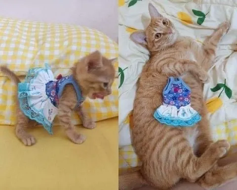 Котята в одинаковых платьях