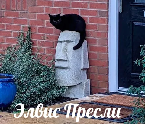 Элвис Пресли и кот