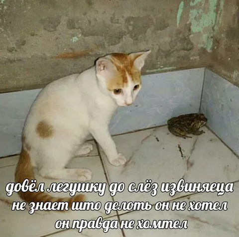 Кот довёл лягушку до слёз