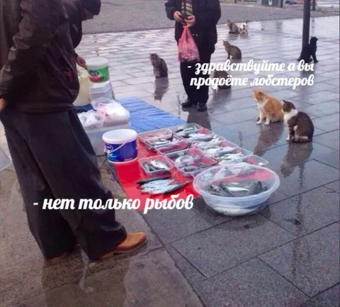 Только рыбов, лобстеров нет