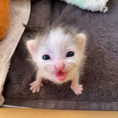 Котёнок кричит от умиления