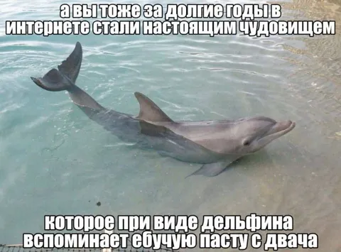 Дельфин и ебучая паста с двача