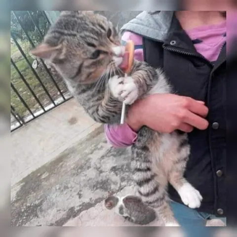 Котёнок держит леденец