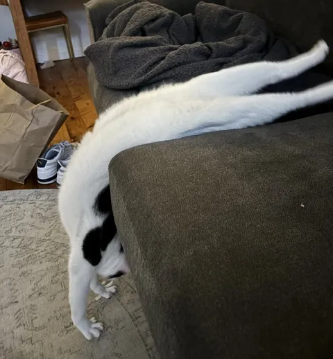 Кот, застрявший за диваном