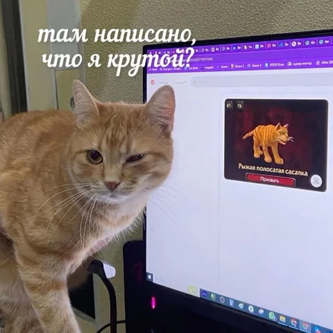 Кот читает, что он крутой