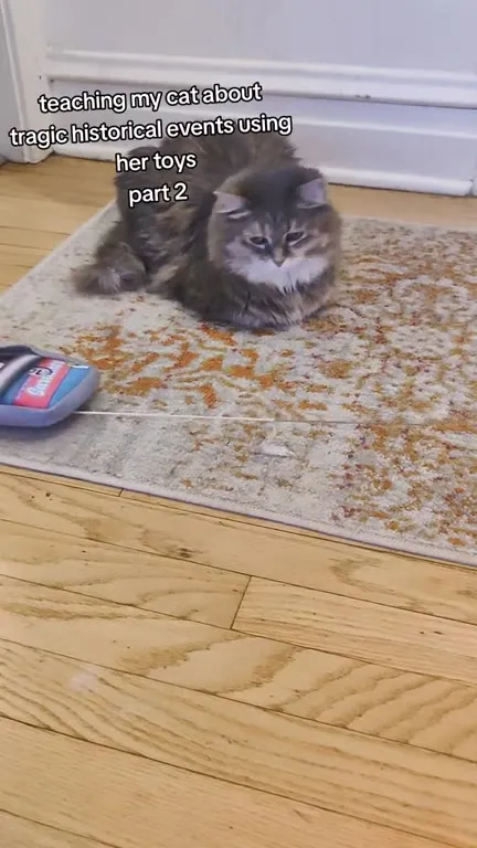 Teaching My Cat About JFK