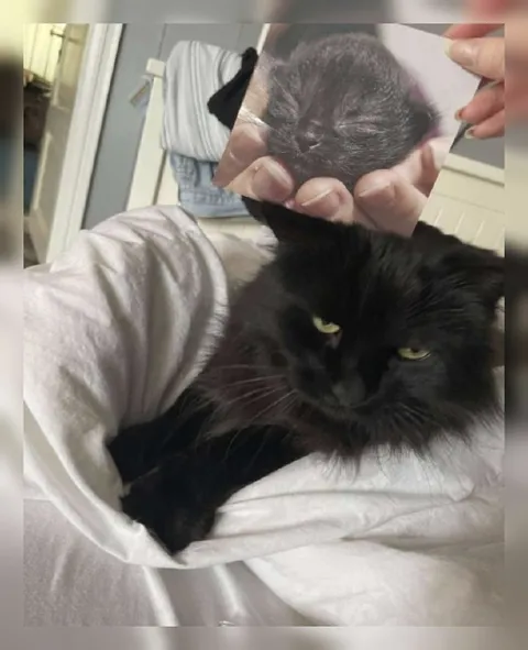Чёрный кот и его портрет