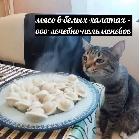 Кот ждёт лечебные пельмени