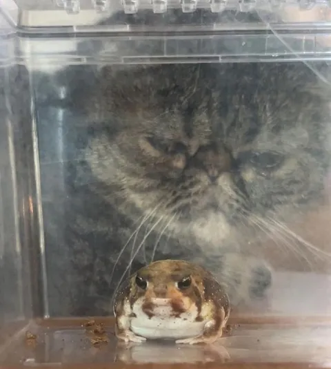 Кот наблюдает за лягушкой