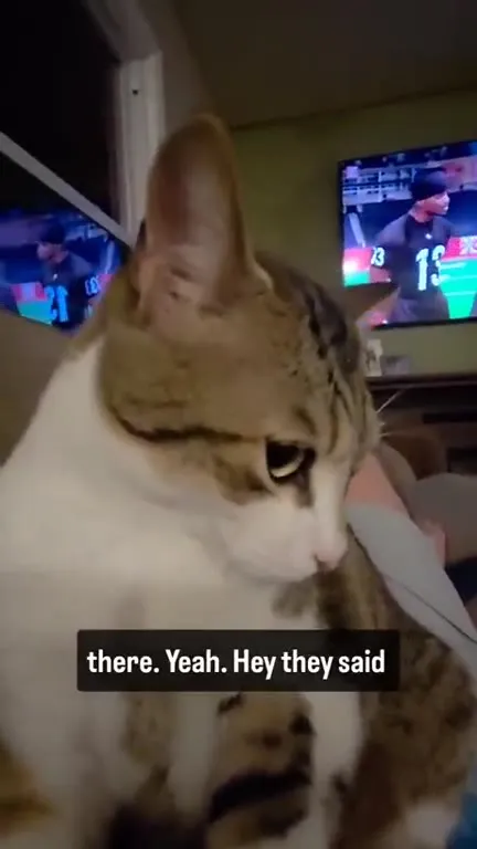 Cat Hears About the Comments