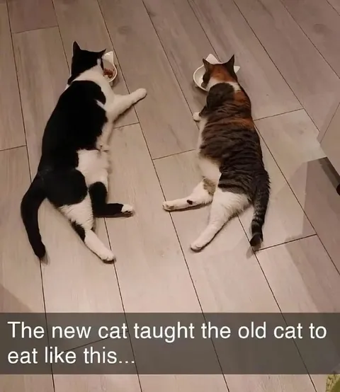 Cats Eating Sideways