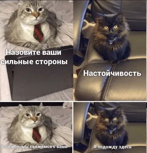 Кот на собеседовании