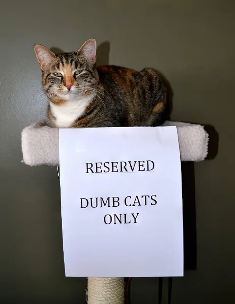 Reserved for Dumb Cats