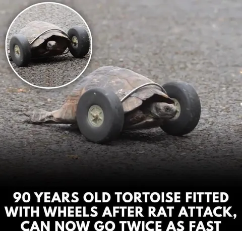 Tortoise With Wheels Goes Twice as Fast