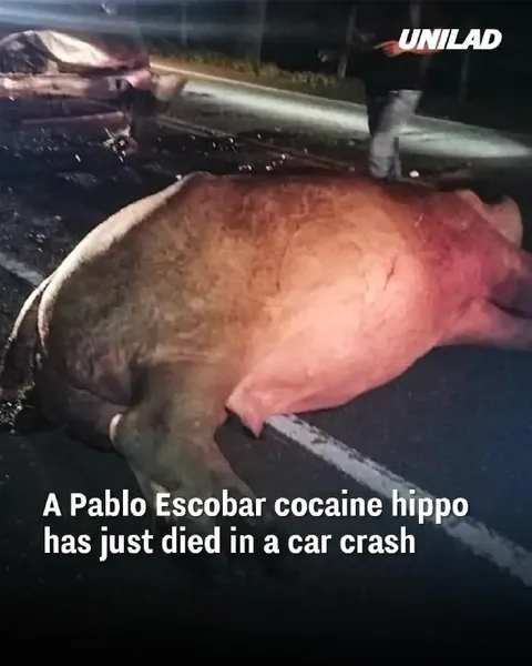 Pablo Escobar's Cocaine Hippo Dies