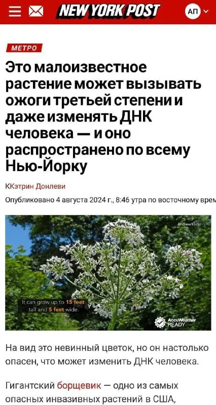 Гигантский борщевик меняет ДНК