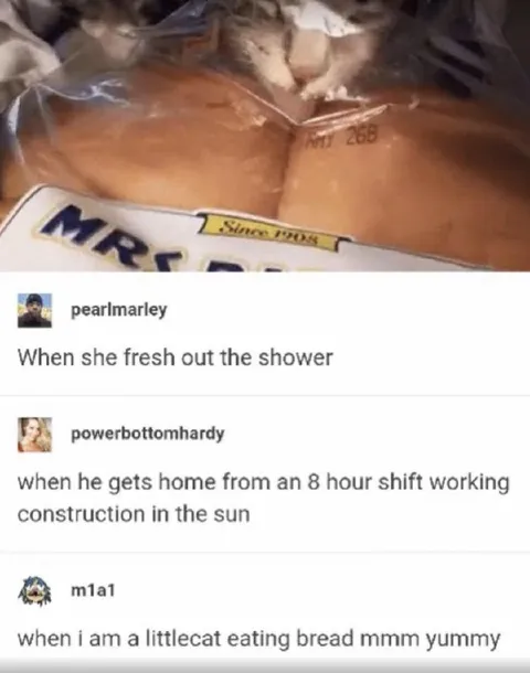 Cat Eating Bread Under Plastic